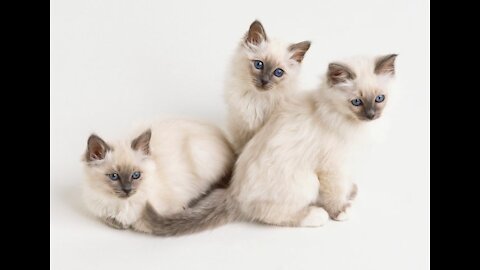 Fun facts about Birman cats 🐈🐱🐈