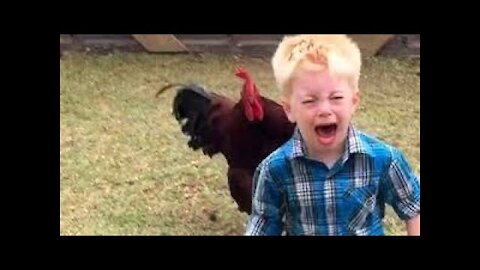 Funny chickense and roosters Chasing kids and adults
