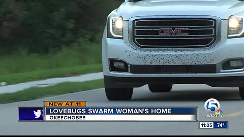 Okeechobee County residents say they're seeing more lovebugs