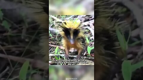 Streaked Tenrec 🦔 One Of The Cutest And Rarest Animals In The Wild #shorts