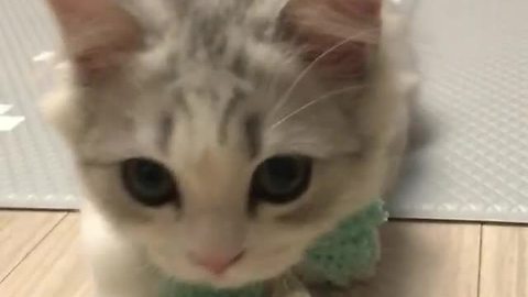 Adorable Kitty Poses For The Camera With New Bow Tie, And Our Hearts Are Melting