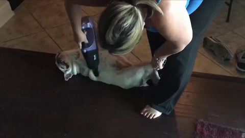 Hilarious Dog Gets Vacuum Cleaned