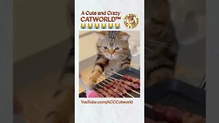 Cat Boldly STEALS All of the Meat from This Tray 🍖😹 (#269) #Shorts