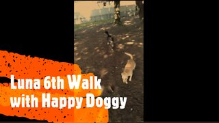 Luna 6th Walk with Happy Doggy