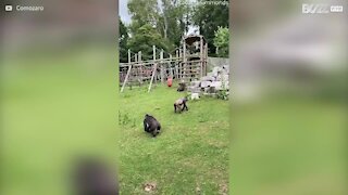 Gorila macho afasta filhote de briga entres outros gorilas