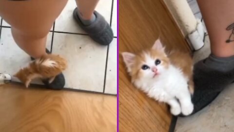 Cute kitten sits on mom's foot and does not let her leave home|| #Cute Cat And Kitten