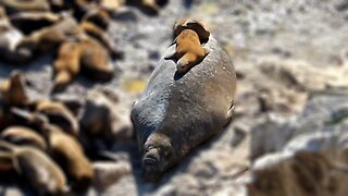 Funny California Sea Lions use male Elephant Seal as a mattress!