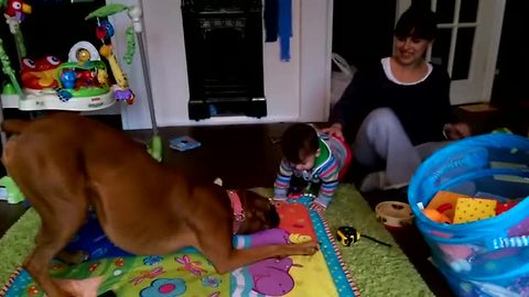 Precious interaction between dog and baby