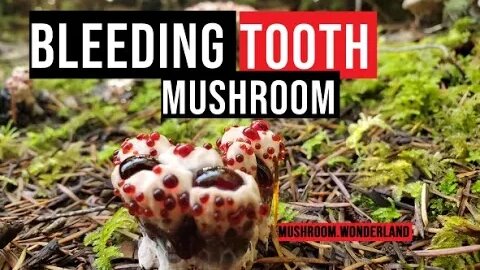 Bleeding Tooth Fungus ; Hydnellum Peckii Explained