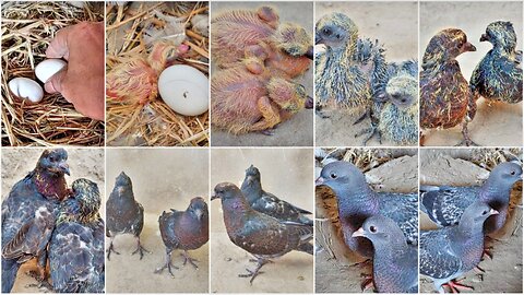 Pigeons growing up video In this video pigeons from || 1 day to 34 days old and make a new || nest