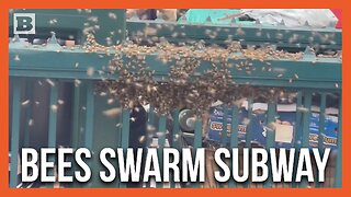 Take Cover! Bees Swarm New York City Subway Station Entrance