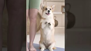 Cute Pets Standing #petvideos #viral