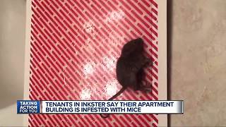 Tenants in Inkster say their apartment building is infested with mice