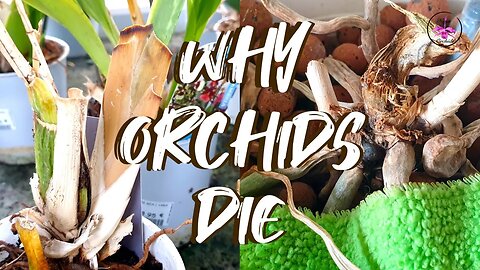 🎤Why Do Orchids Die? What To Avoid | How To Fix Declining Orchids #ninjaorchids #livestream