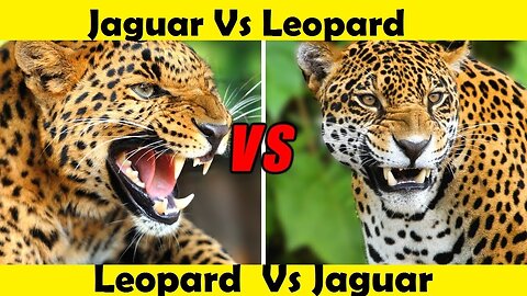 Leopard Vs Jaguar. Jaguar Vs Leopard. (Tutorial Video)