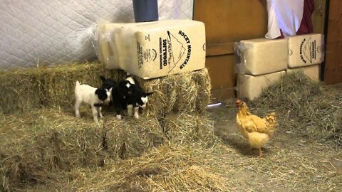 Baby Fainting Goats Meet Barn Chicken