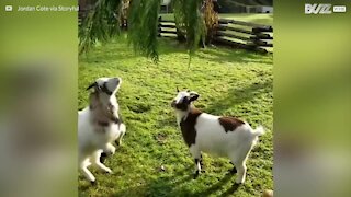 Une chèvre se fait attaquer par sa meilleure amie