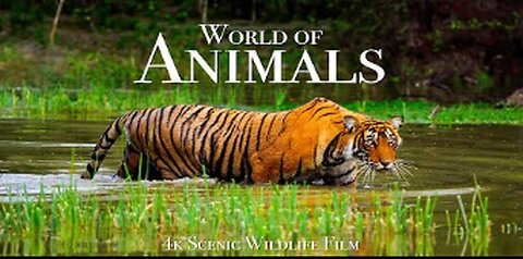 Animal World 4K - Scenic Wildlife Film With Calming Music