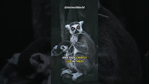 The Cute and Bizarre Combo | The Lemur