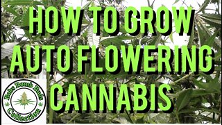 AUTO FLOWERS, How To Grow Auto Flowering Cannabis. Skywalker & Revolver Strains