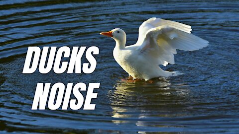 Ducks Feeding Sounds | Duck Noise Sound Effect | Kingdom Of Awais