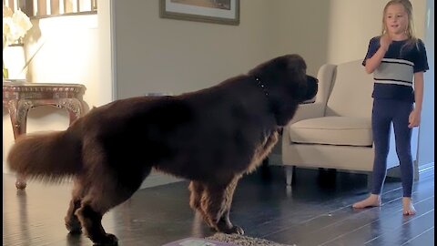 Little girl plays tag with her Newfoundland best friend