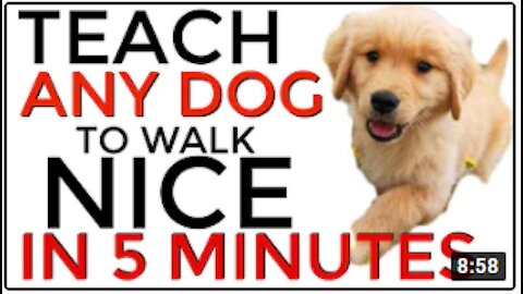 Teach ANY dog to walk nice on the leash | 5 MINUTE DOG TRAINING RESULTS! - Step-by-Step