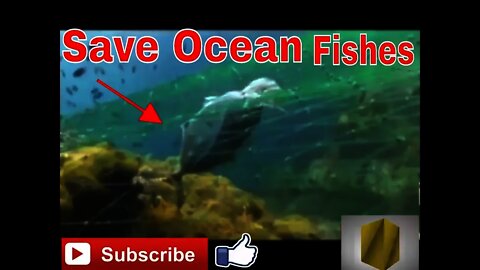 Fishermen Net in Oceans Affect aqueous Life || Fishes || Ocean Life