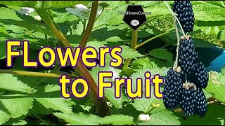 Growing Thornless Blackberries - May 7, 2022