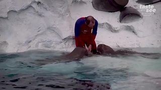 Rescued Alaskan Walrus being raised at SeaWorld