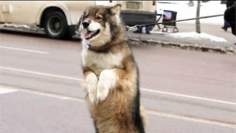 Cão adora passear andando em duas patas