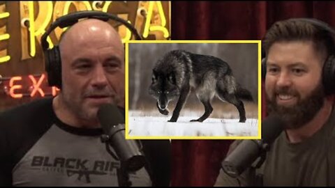 JRE: Crazy Story About Wolf!
