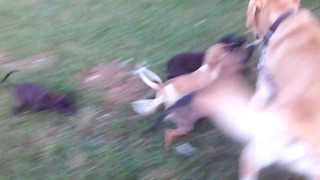 Small Puppies attacked Big DOG, Dog got frustrated by these puppies.