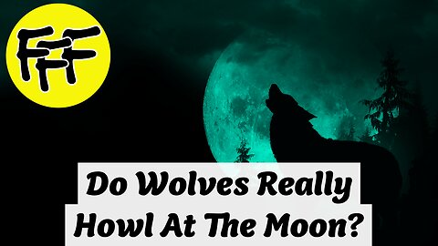 Do Wolves Really Howl At The Moon?