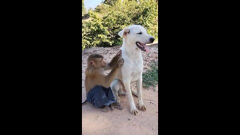 Beautiful moment between a dog and his best friend! || World Global