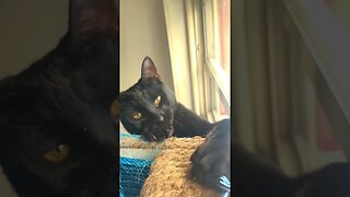 Cute Black Kitty Drops Toy #cutecat