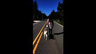 Well-trained husky displays excellent off-leash skills