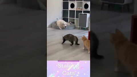 Cat Stalking Dog - Dog Is Shocked #shortsfeed