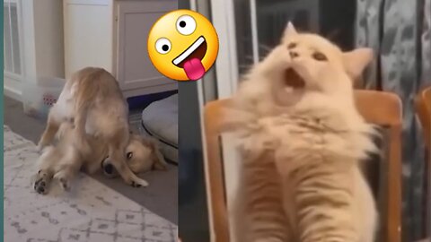 funny animals cute pets viral videoanimals lol moments