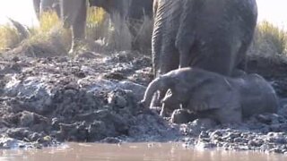 Baby elephant panics after getting stuck in mud