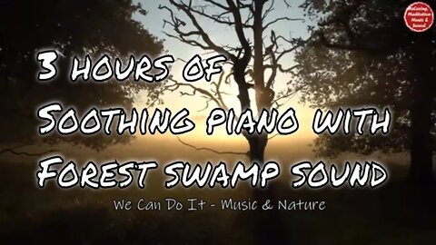 Soothing music with piano and forest swamp sound for 3 hours, music relax your body and mind