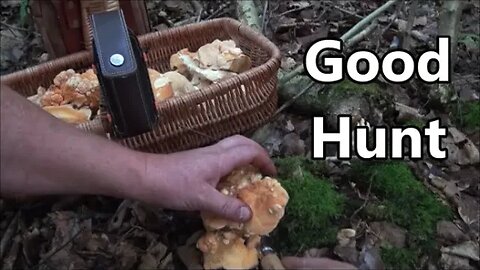Early September UK Fungi Hunting 2023