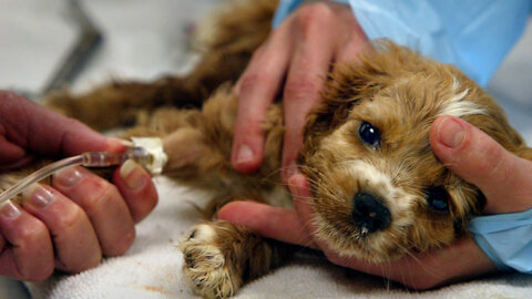 How To Tell if Your Dog Has Parvo Virus