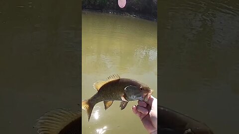 YUM chunk craw lands and nice smallmouth in an Ohio Creek