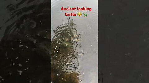 Turtle War I