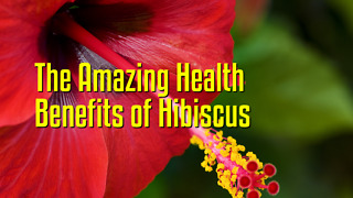 The Amazing Health Benefits of Hibiscus