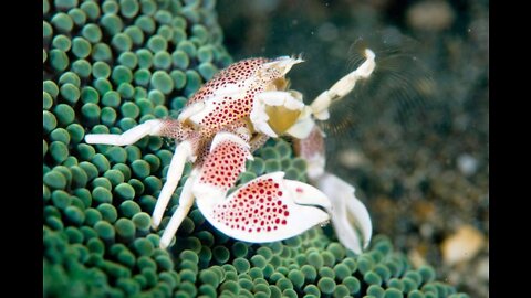 Spotted anemone crab