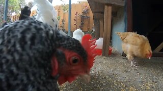 Backyard Chickens Relaxing Coop Video Sounds Noises Hens Clucking Roosters Crowing!