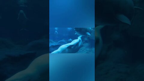 Beluga Whales 🐳 teaching Seals 🦭 their next performance 🎭 #whale #belugawhale #beluga #whales