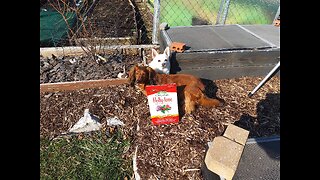 Fertilizing Our Blueberry Plants 2/24/24